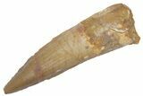 Fossil Spinosaurus Tooth - Real Dinosaur Tooth #222534-1